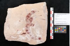Foto (Objekt + Etikett) von Engelhardtia sp. (NHMW-GEO-2024-0188-11457)